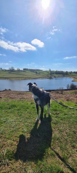 Bugsy at John O'Gaunts Reservoir